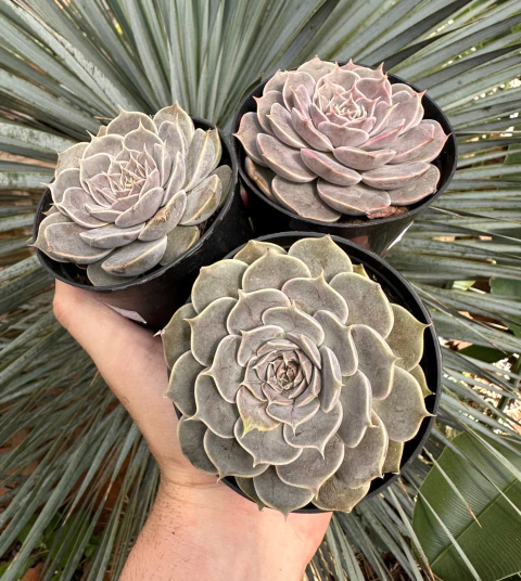 echeveria fantasy rose (Pote 9)