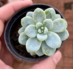 Sedum Clavatum (Pote 9) na internet