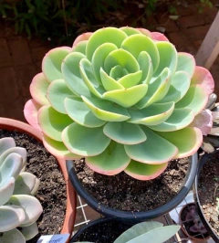 Suculenta Peach Pride (Pote 11) - FLOR DE PEDRA - Loja virtual 