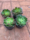Echeveria Montserrat (Pote 9)