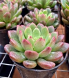 Suculenta Bashful (Pote 9)