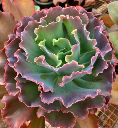 Echeveria Hibrida Rullsa Rubra (Pote 11) na internet