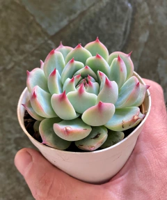 Echeveria Chihuahuensis (Pote 9)