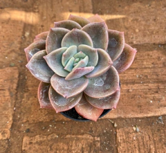 Graptoveria Albert Baynes (Pote9)