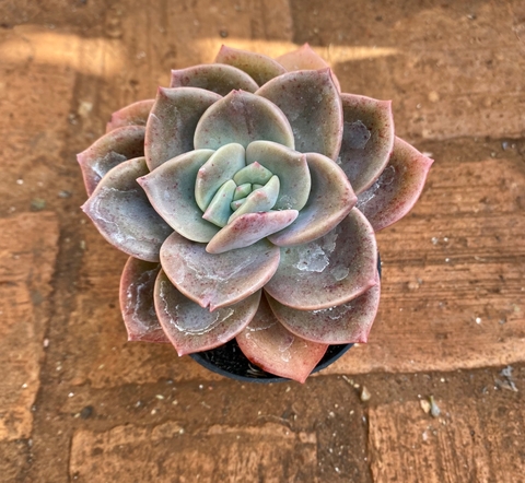 Graptoveria Albert Baynes (Pote9)
