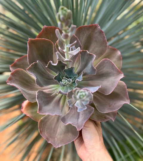 E. zauberblume (Pote 11)