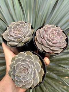 echeveria fantasy rose (Pote 9) - FLOR DE PEDRA - Loja virtual 