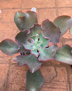 E. Mauna Espanha (Pote 11) na internet