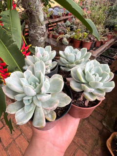 Albicans Variegata (Pote9) - loja online