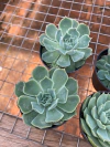 E. Laguna Sanchez (pote 9)