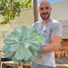 Echeveria Gila (pote 11)