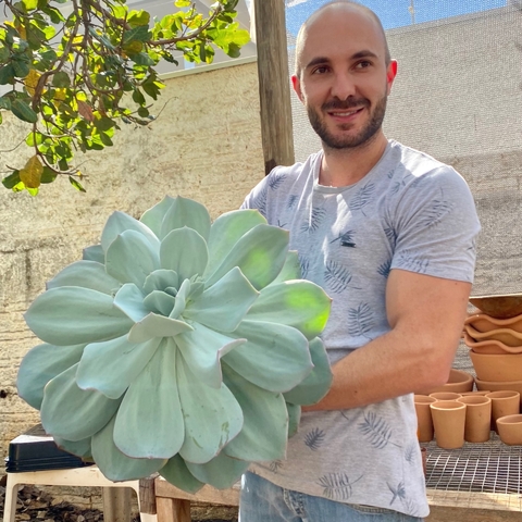 Echeveria Gila (pote 11)