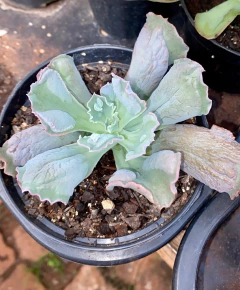 Echeveria Linguas (Pote 11) na internet