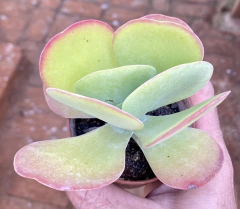 Suculenta Orelha de Elefante (Pote 11)