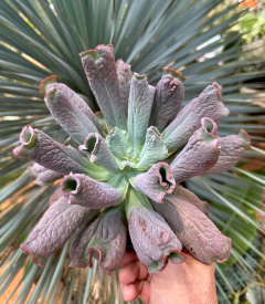 E Liguas (Pote 15 - Matriz) - FLOR DE PEDRA - Loja virtual 