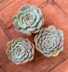 E. Silhueta (pote 9 )