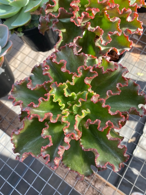 E. Ampi (Pote 11)