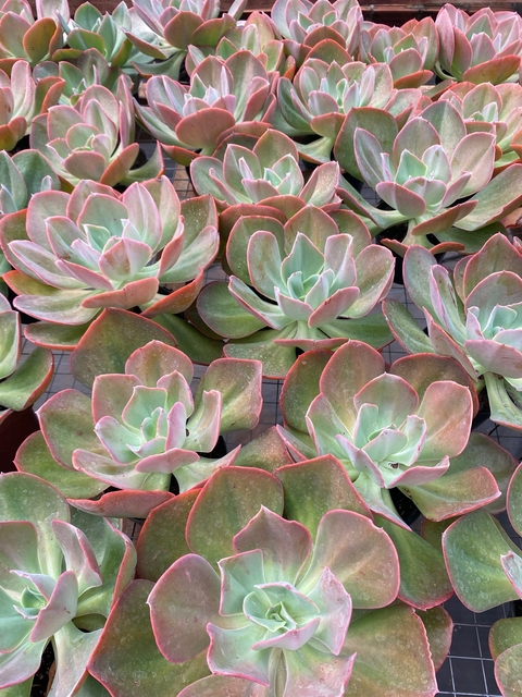 Híbrida de Mandala (Pote 11)