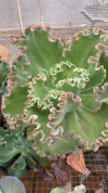 Echeveria Japão ( pote 11)