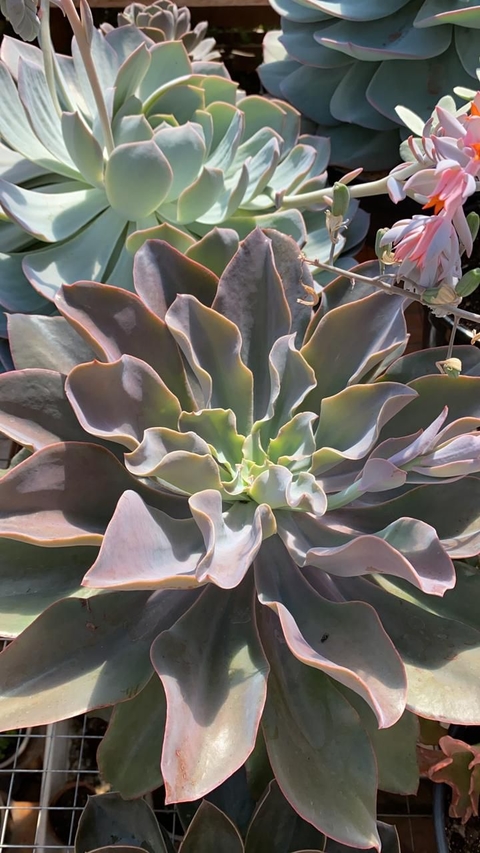 Hibrida Roxa (Pote 11)