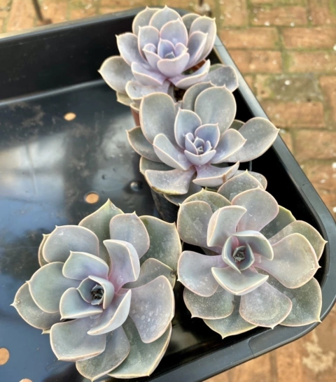 Echeveria Perle Von Nurnberg (Pote 11)