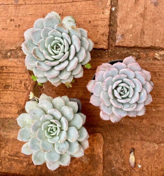 E. Monica (Pote 9) - FLOR DE PEDRA - Loja virtual 