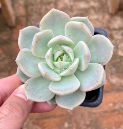 Echeveria Titubans (Pote 9) na internet