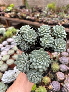 Echeveria Chrissy Ryan (Pote 9)