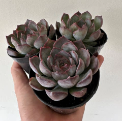 E Darck Ice (Pote 9) na internet