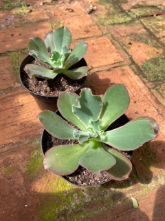 Virginia Lee (pote 11) - FLOR DE PEDRA - Loja virtual 