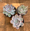 ECHEVERIA ORION (Pote 9)
