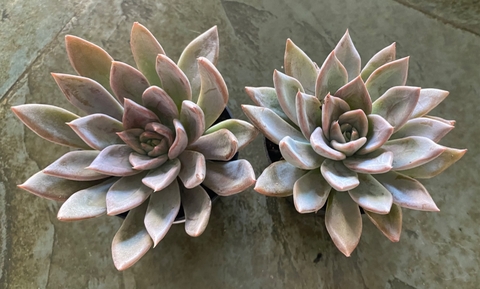 Echeveria Silver Queen (Pote 9)