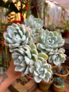 Albicans Variegata (Pote9)