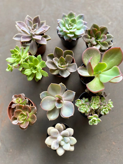 Kit Suculenta Pote 6 (10 suculentas diferentes)