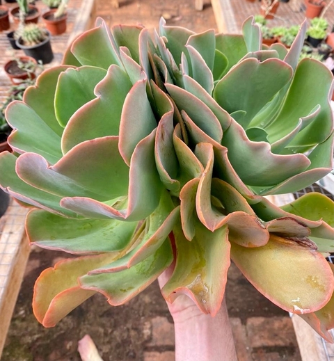 Hibriga Gibiflora Laranja (Pote 11)