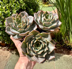 E. Late Rosse (pote 9) na internet