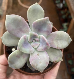 Graptoveria Snow White (Pote 9) na internet