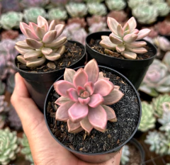 Sedum bronze Variegata (Pote9) na internet