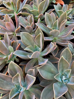 Frede Ives (Pote 11) - loja online