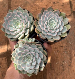 E. Texensis Rosea (Pote 9) - FLOR DE PEDRA - Loja virtual 