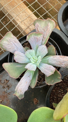 Echeveria Linguas (Pote 11) - FLOR DE PEDRA - Loja virtual 