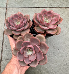 E Mina (pote 9) - FLOR DE PEDRA - Loja virtual 