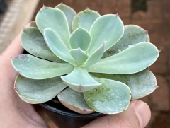 Echeveria Embricata (azul SKY) (Pote 9) - comprar online