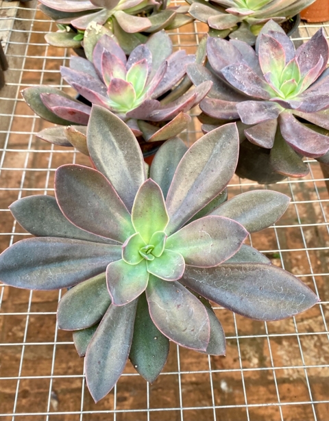 Echeveria Hainakada pote 11