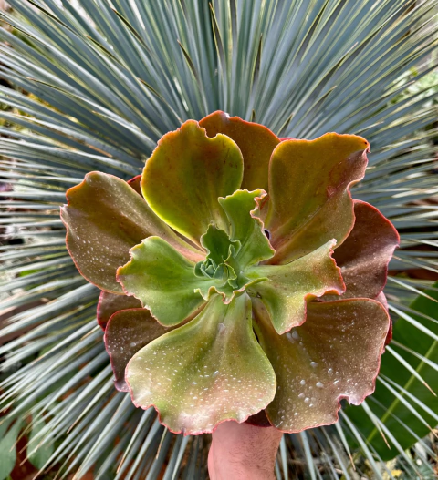 E. Hibrida de Marogane (Da carunculas - Matriz)