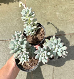 Dedo de bebe (Pote 9) - comprar online