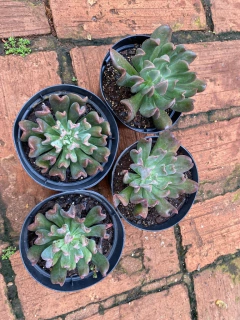 Echeveria Darck Vader (Pote 11) na internet