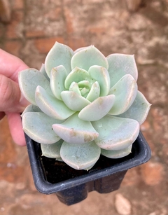 Echeveria Titubans (Pote 9) - comprar online
