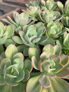 Hibrido verde