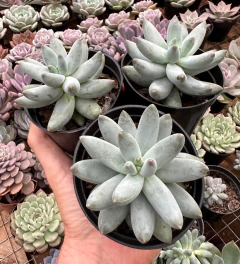 Pachyphytum Mexicano (Pote 9)